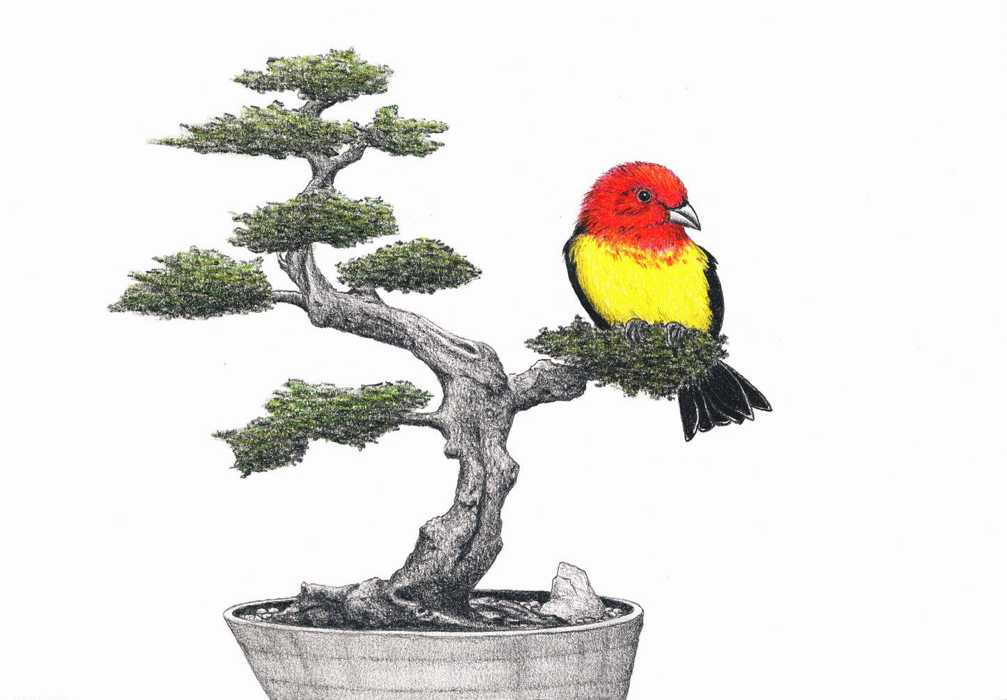 Bonsai Tanager