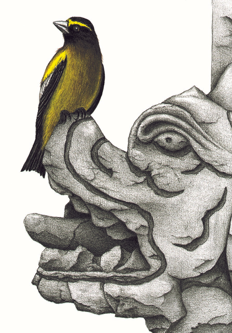Grosbeak