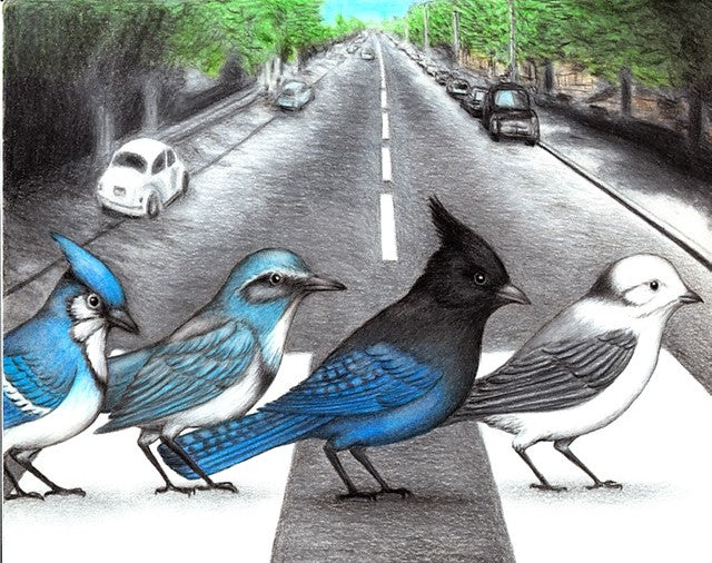 Jay Walking