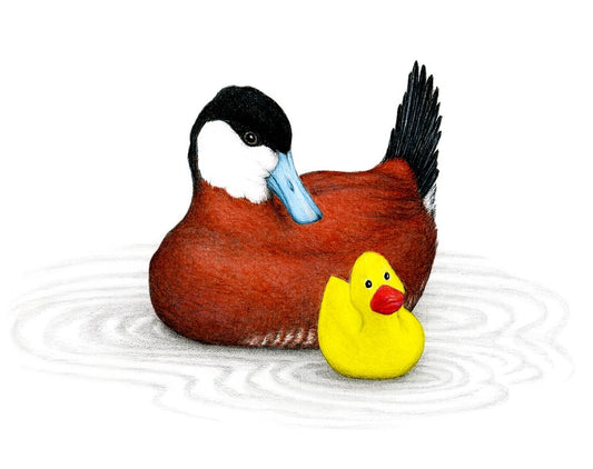 Ruddy Ducky