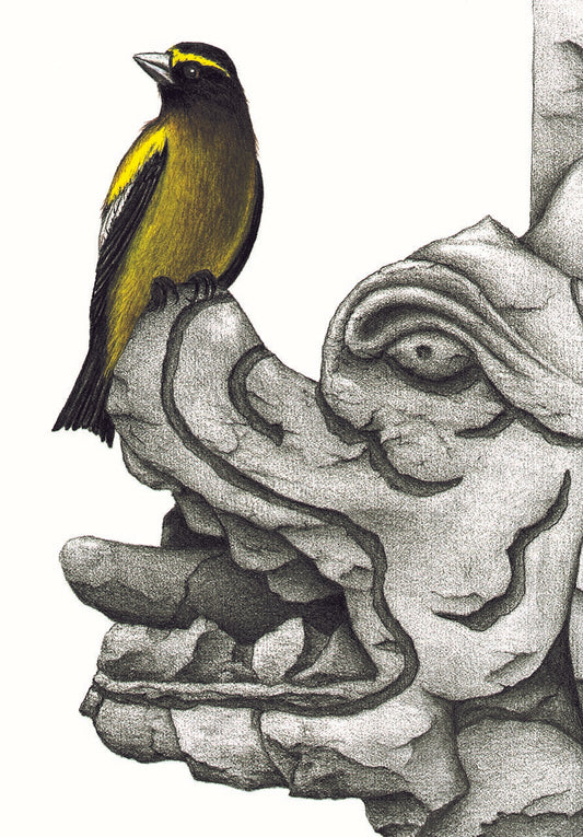 Grosbeak